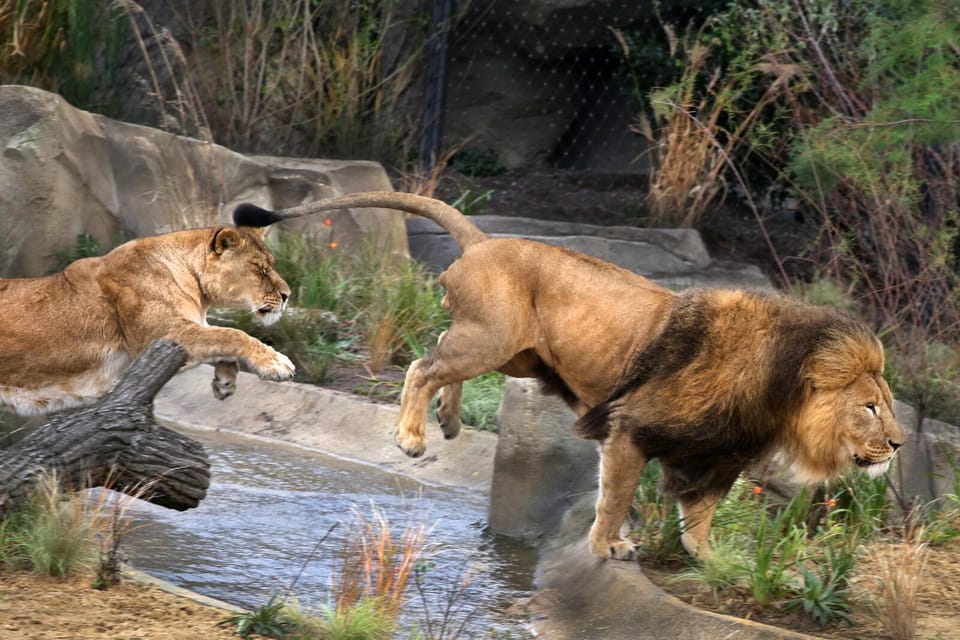 Amsterdam: ARTIS Royal Zoo and ARTIS Groote Museum Ticket - Key things you’ll notice right away
