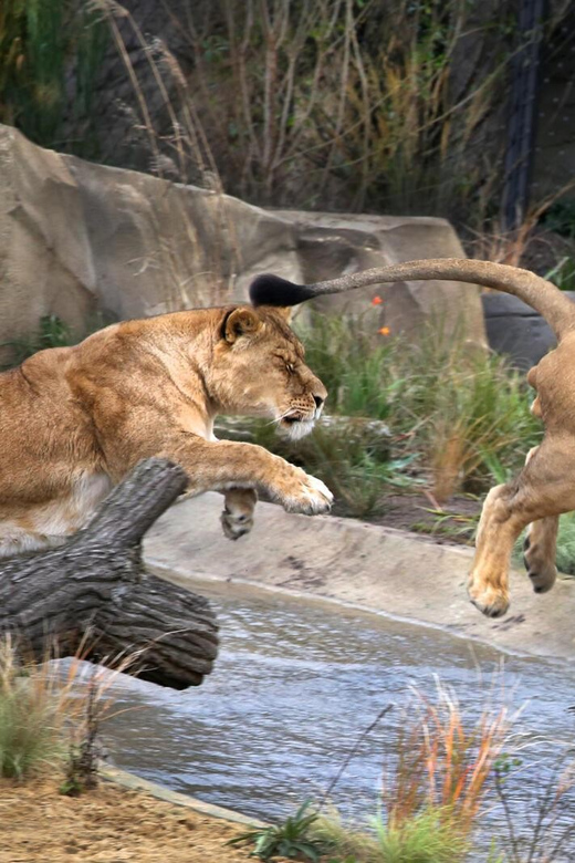 Amsterdam: ARTIS Royal Zoo and ARTIS Groote Museum Ticket - ARTIS-Groote Museum: touch, smell, listen, and connect