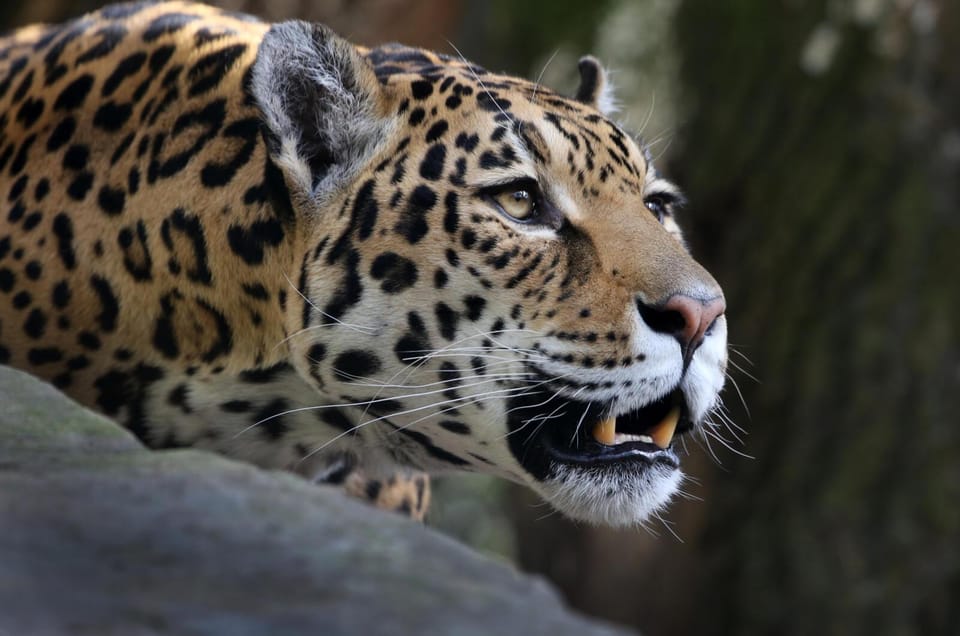 Amsterdam: ARTIS Royal Zoo and ARTIS Groote Museum Ticket - Who this ticket fits best