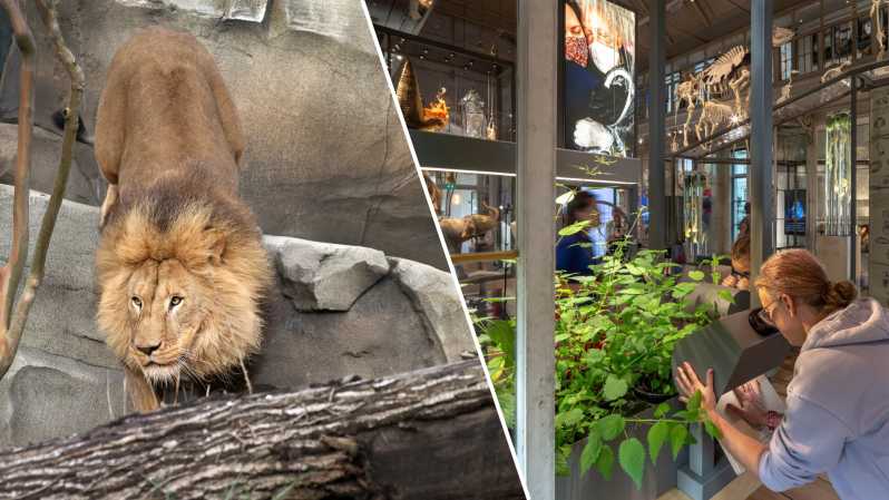 Amsterdam: ARTIS Royal Zoo and ARTIS Groote Museum Ticket - Elephants, lions, gorillas, and penguins: the zoo’s big hits