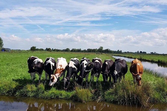 Amsterdam City & Countryside Tour: The Best of both Worlds - Price and value: why $568.07 per group can make sense
