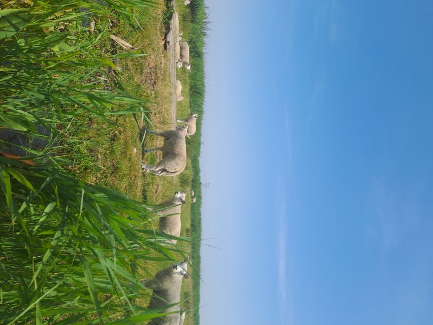 Amsterdam: Countryside Bike and Kayak Guided Tour - Who This Tour Fits Best (And Who Might Skip It)