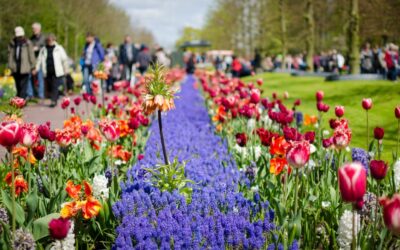 Amsterdam: Day Tour Keukenhof and Zaanse Schans Windmills - The coach ride out: guaranteed seats, practical timing, and driver personality