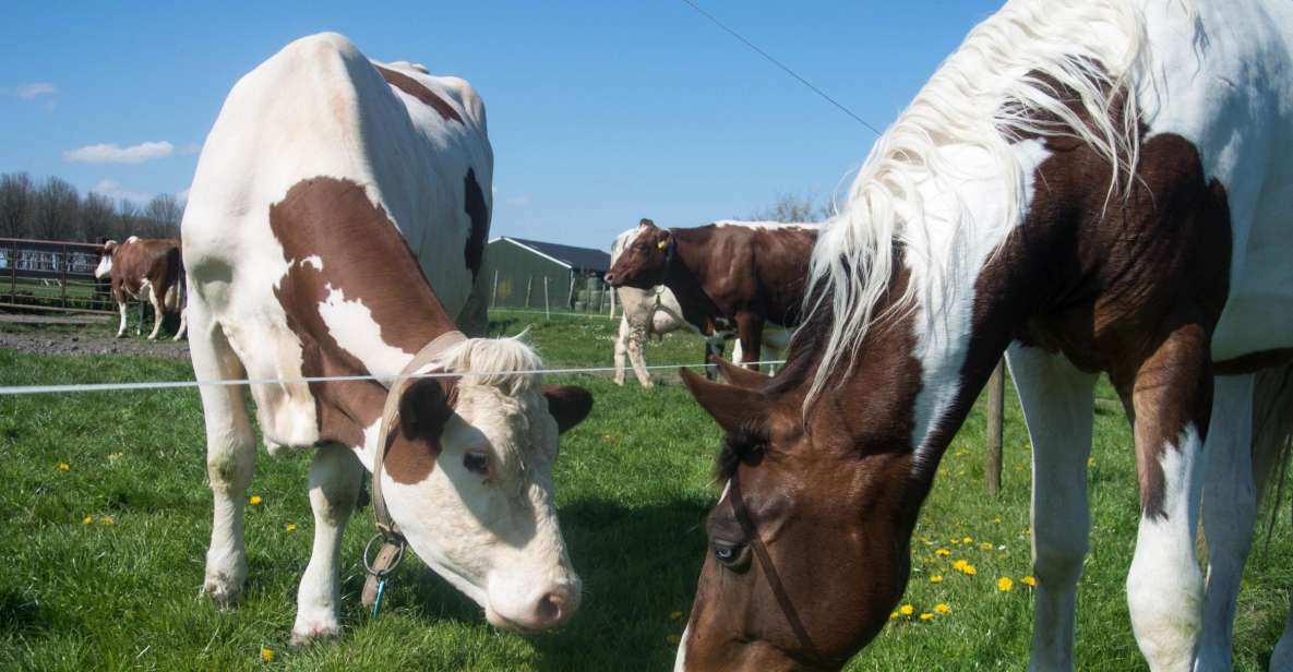 Amsterdam: Full-Day Countryside Tour - Edam-Volendam: harbor energy with easy wandering time