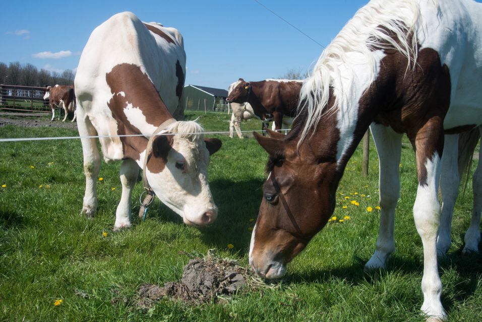 Amsterdam: Full-Day Countryside Tour - Private vs small-group: which option makes sense for you