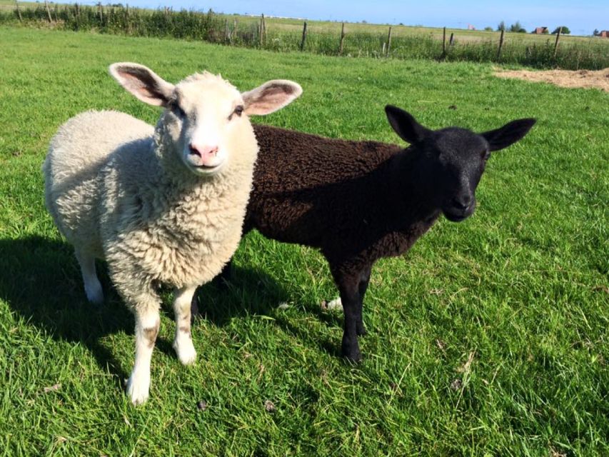 Amsterdam: Full-Day Countryside Tour - Price and value: what $1,130 per group really buys