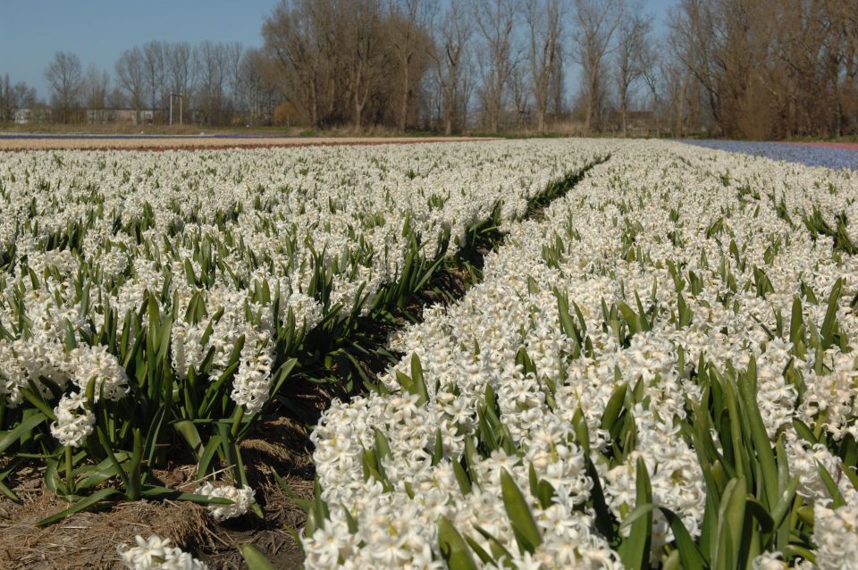 Amsterdam: Half-Day Flower Fields and Keukenhof Bicycle Tour - Key Things That Make This Tour Work Well