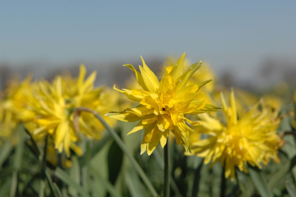 Amsterdam: Half-Day Flower Fields and Keukenhof Bicycle Tour - The Flower Nursery Visit: Turning Pretty Blooms Into Real Knowledge