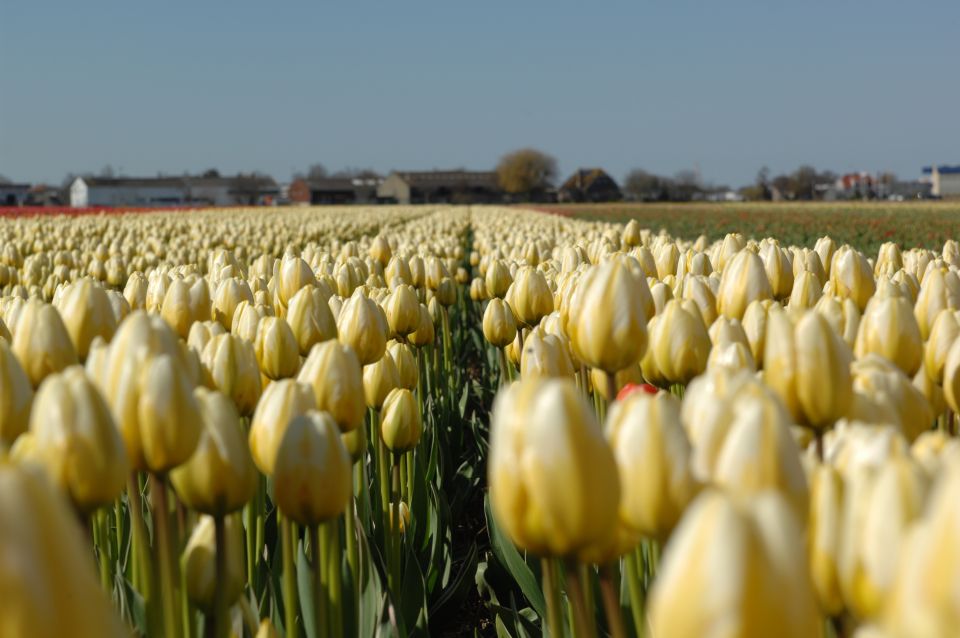 Amsterdam: Half-Day Flower Fields and Keukenhof Bicycle Tour - The Timing Reality: A Six-Hour Day With Clear Stop Points