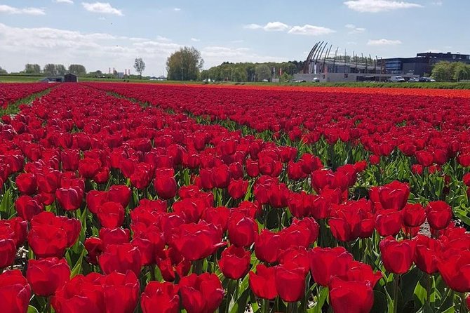 Amsterdam : Keukenhof FlowerFarm Privatetour Skip-The-Line ticket - The Keukenhof Day That Starts Easy (and Lets You Enjoy It)