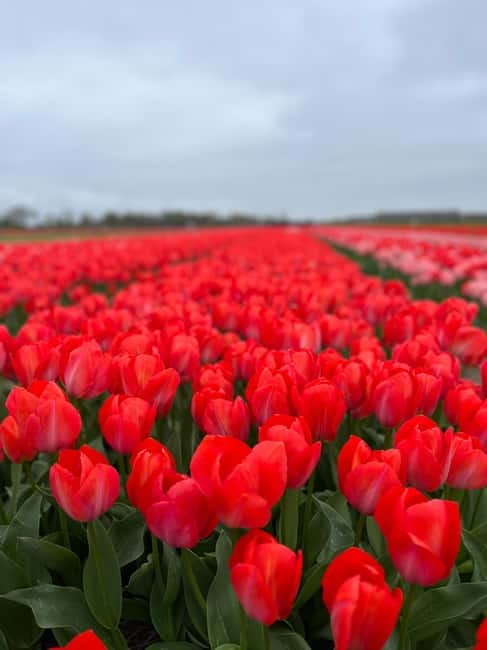 Amsterdam: Private Keukenhof and Free Tulip Tour - Key points to know before you go