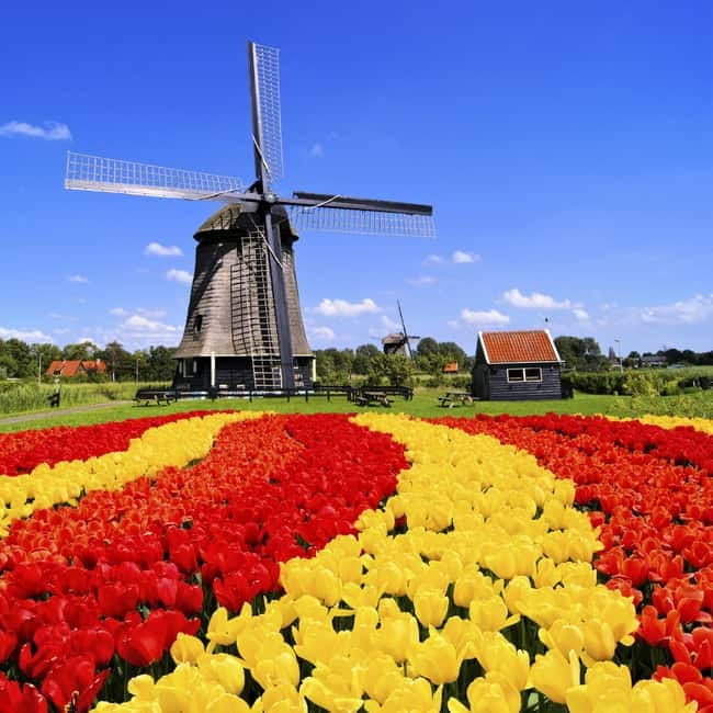 Amsterdam: Private Keukenhof and Free Tulip Tour - Door-to-door Keukenhof: why this private setup works