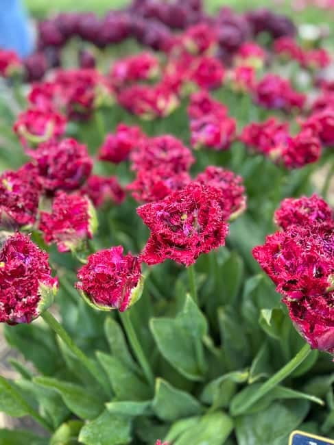 Amsterdam: Private Keukenhof and Free Tulip Tour - Photo stops at Lisse: the free 45-minute tulip-fields add-on