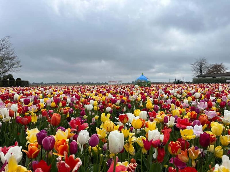 Amsterdam: Private Keukenhof and Free Tulip Tour - Comfort touches that matter on a long day in spring
