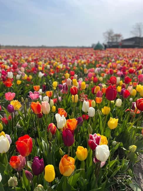 Amsterdam: Private Keukenhof and Free Tulip Tour - Practical tips to get more out of Keukenhof and the field stop