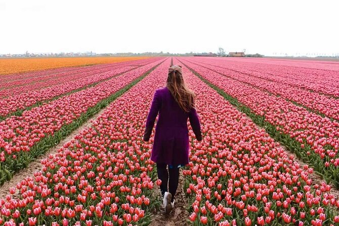 Amsterdam Private Tour to Keukenhof, Tulip Fields and Windmills - Key highlights worth planning around