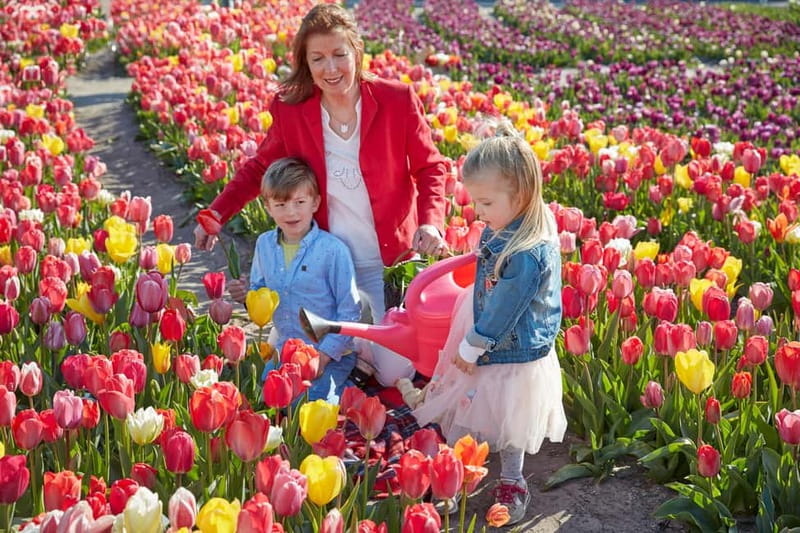 Amsterdam : Tulip Wonderland Tour - From Amsterdam to South Holland: why this feels like a real tulip day