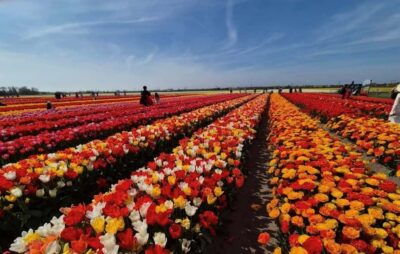 Amsterdam : Tulip Wonderland Tour - Getting to Market 27 and the Noord Metro stop without stress