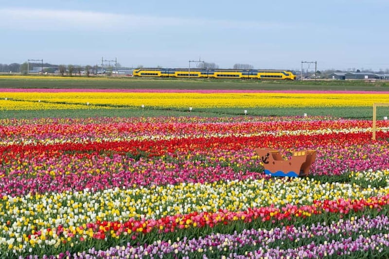 Amsterdam : Tulip Wonderland Tour - The Tulip Barn garden: 2 hours that are built for photos and close-up viewing