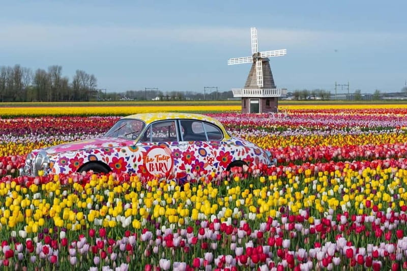 Amsterdam : Tulip Wonderland Tour - How the short itinerary fits a long-distance tulip goal