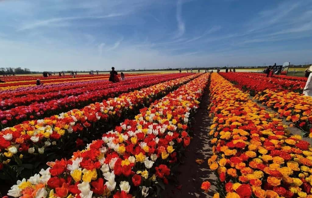 Amsterdam : Tulip Wonderland Tour - Getting to Market 27 and the Noord Metro stop without stress