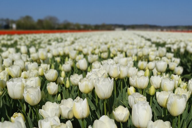 Amsterdam TulipFields of Holland Tour - Getting Out of Amsterdam: Small Van, Big Views, Real Pace