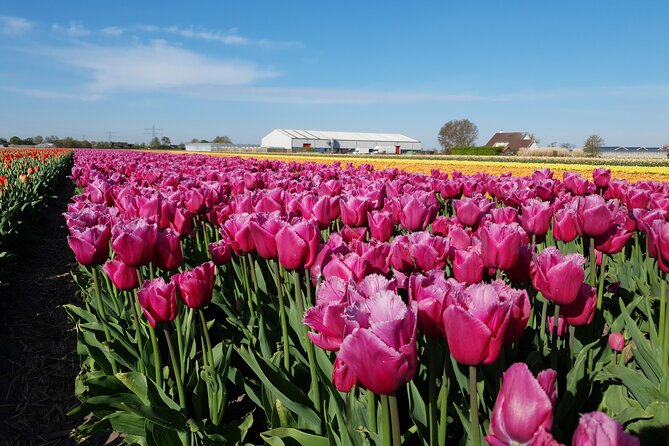 Amsterdam TulipFields of Holland Tour - Flower Bulb Region Stops: Photo Time That Doesn’t Feel Rushed