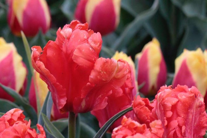 Amsterdam TulipFields of Holland Tour - Leander and the Small-Group Edge: Why It Feels Personal