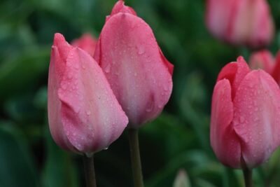 Amsterdam TulipFields of Holland Tour - De Tulperij: The Farmer Visit That Turns Photos Into Understanding