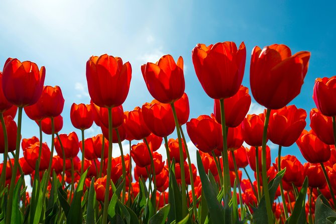Amsterdam TulipFields of Holland Tour - Food and Comfort: Coffee, Pie, and Planning Lunch