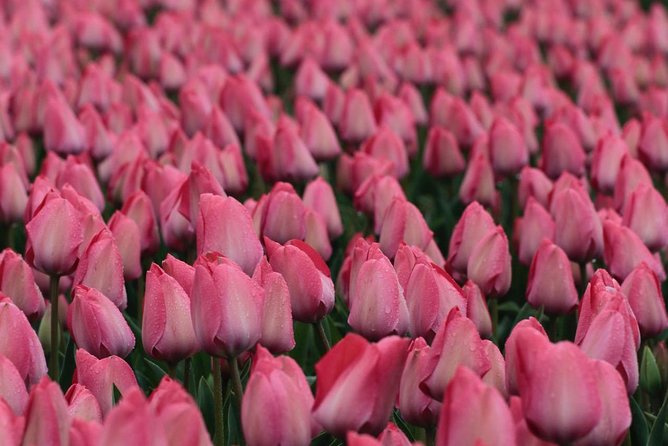Amsterdam TulipFields of Holland Tour - Windmills and Countryside Storytelling Without the Detour
