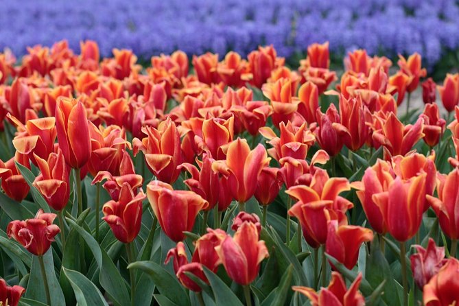 Amsterdam TulipFields of Holland Tour - Price and Value: Is $216.26 Worth It?