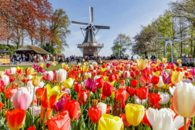 Brussels: Holland Keukenhof & Kinderdijk Guided Day Tour - Getting from Brussels to South Holland: long ride, planned rhythm