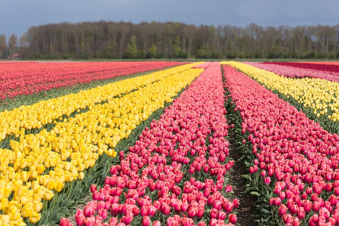 Day Trip to Famous Tulip Route in Noordoostpolder From Amsterdam - Key highlights worth planning for