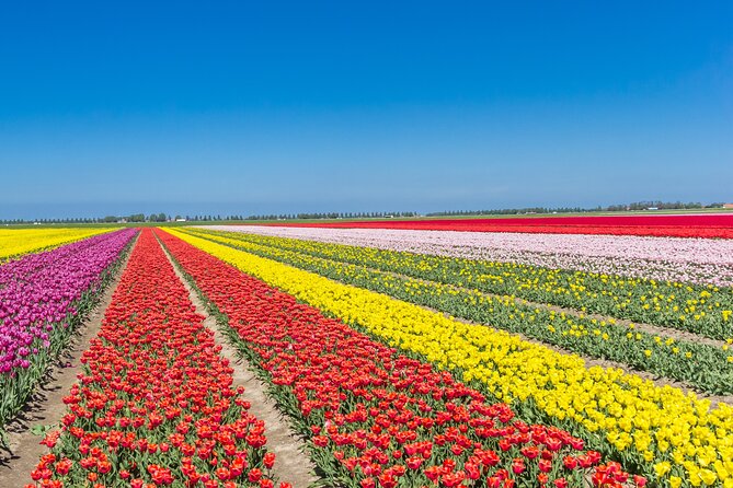 Day Trip to Famous Tulip Route in Noordoostpolder From Amsterdam - Noordoostpolder Tulip Route: what you’re really signing up for