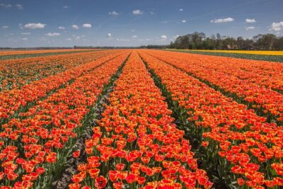 Day Trip to Famous Tulip Route in Noordoostpolder From Amsterdam - 100 km on the road: farmfield views from the van