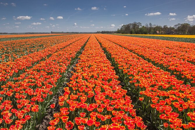 Day Trip to Famous Tulip Route in Noordoostpolder From Amsterdam - 100 km on the road: farmfield views from the van