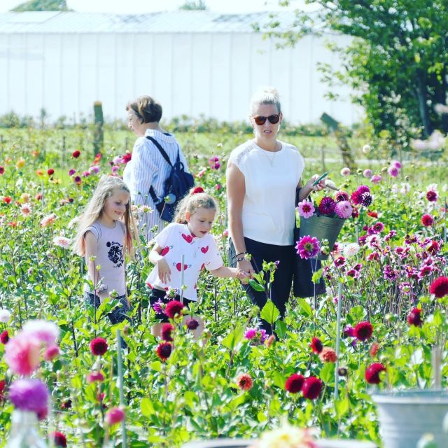 From Amsterdam: Holland Flower and Windmill Tour - summer ed - Key Things I Found Most Worth Your Time