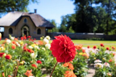 From Amsterdam: Holland Flower and Windmill Tour - summer ed - De Tulperij Flower Farm: Dahlias, Fields, and the Owner-Hosted Feel