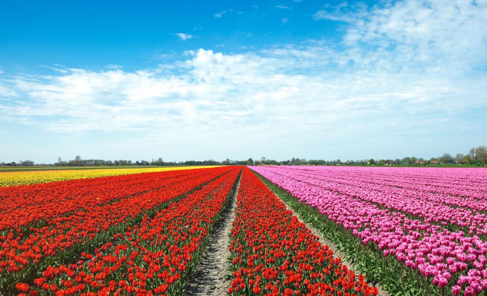From Amsterdam: Tulip Fields of Holland Tour - Key highlights to look forward to