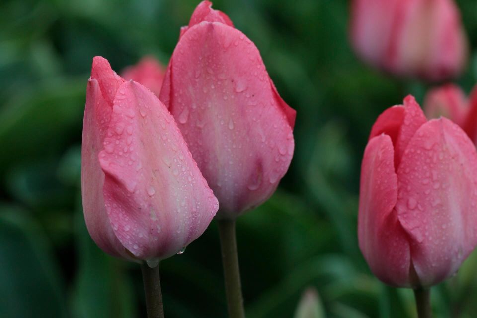 From Amsterdam: Tulip Fields of Holland Tour - South Holland in spring: hyacinths, daffodils, and tulips up close