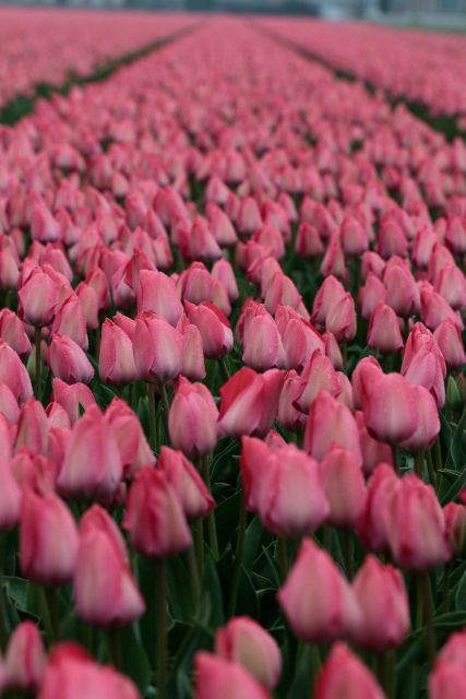 From Amsterdam: Tulip Fields of Holland Tour - The tulip bulb farmer visit: where cultivation stories make the flowers make sense