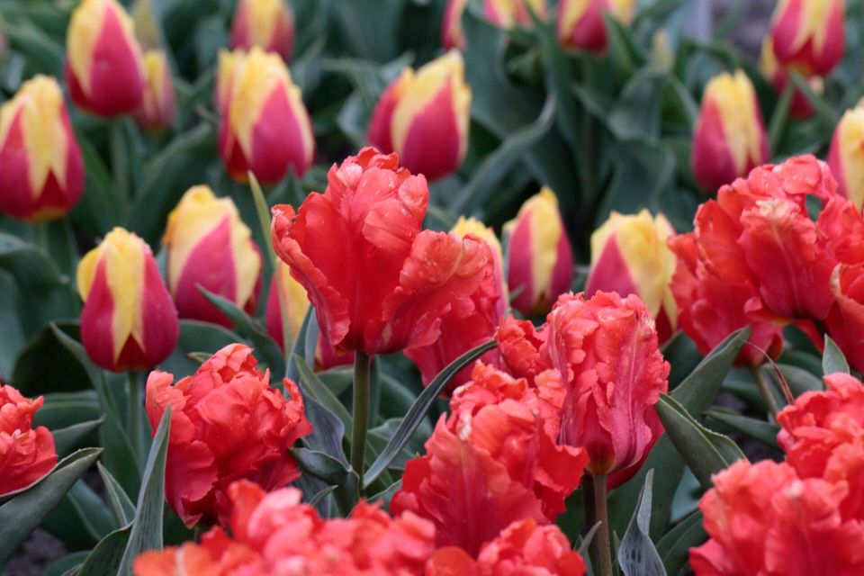 From Amsterdam: Tulip Fields of Holland Tour - Timing and what to wear: making the most of a 5-hour day