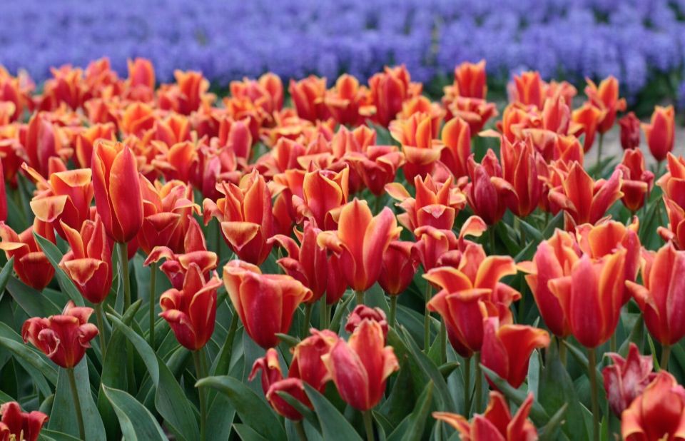 From Amsterdam: Tulip Fields of Holland Tour - Price and logistics: is $200 worth a small van tour?