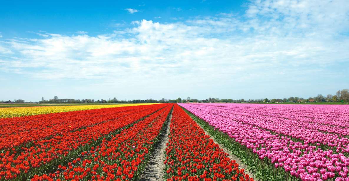 From Amsterdam: Tulip Fields of Holland Tour - Who this tour fits best (and who should skip it)
