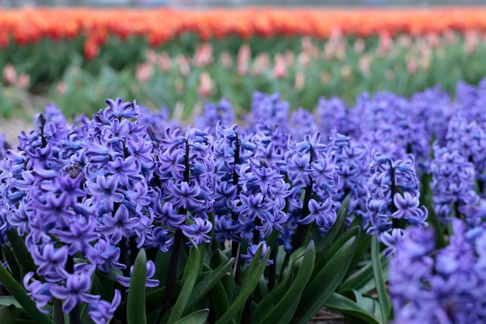 From Amsterdam: Tulip Fields of Holland Tour - Should you book this tulip fields tour from Amsterdam?