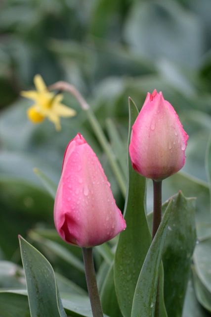 From Amsterdam: Tulip Fields of Holland Tour - Why the van matters: getting to tulip areas big buses miss