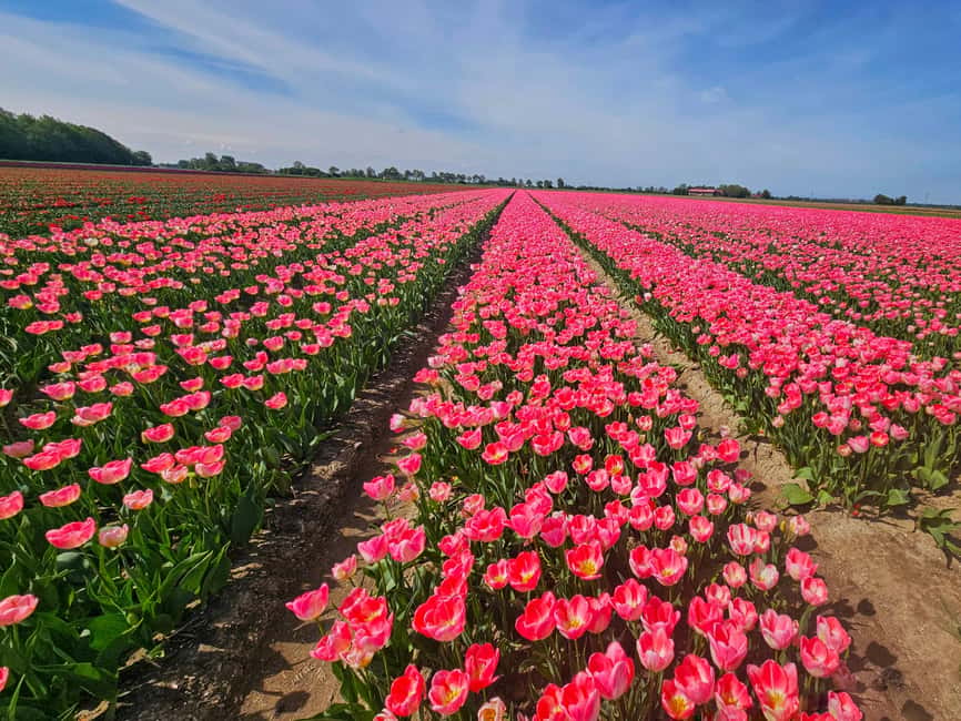 From Amsterdam: Tulip Tour Keukenhof & City Tour Delft - Quick hits: what really makes this tour work