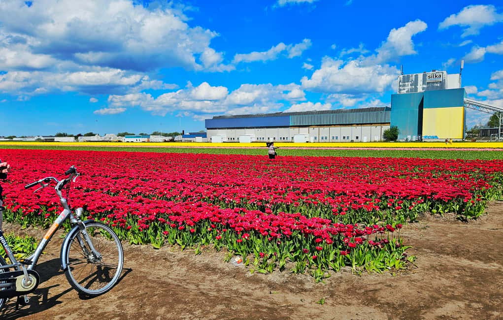 From Amsterdam: Tulip Tour Keukenhof & City Tour Delft - Should you book this Amsterdam to Keukenhof and Delft tour?