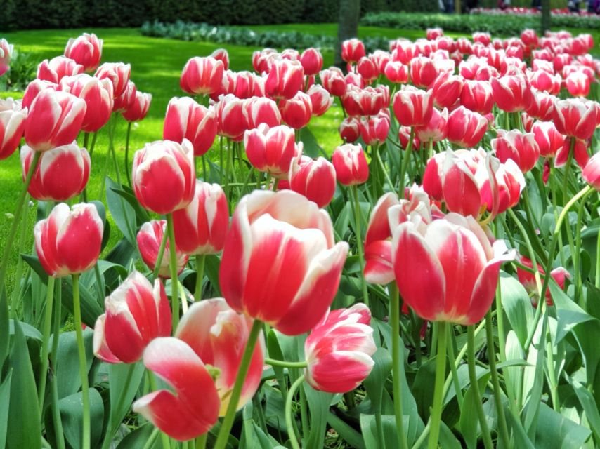 From Amsterdam: Tulip Tour Keukenhof & City Tour Delft - The tulip-field photo moments outside the park: where weather changes everything
